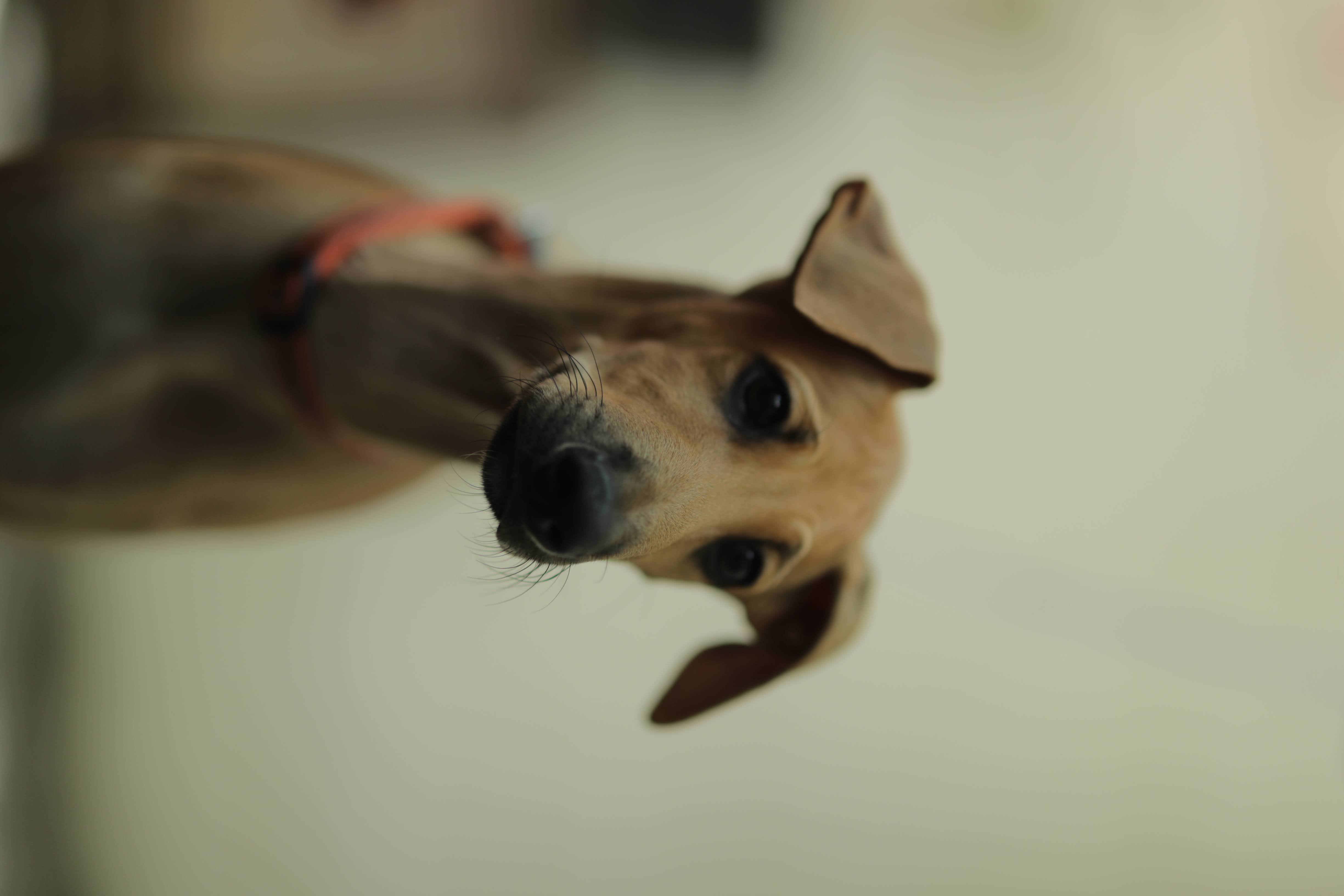 A friendly dog at Mighty Paws